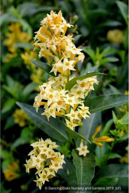 Perennials ~ Cestrum parqui, Willow Jessamine ~ Dancing Oaks Nursery and Gardens ~ Retail Nursery ~ Mail Order Nursery