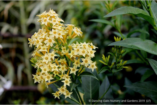 Perennials ~ Cestrum parqui, Willow Jessamine ~ Dancing Oaks Nursery and Gardens ~ Retail Nursery ~ Mail Order Nursery