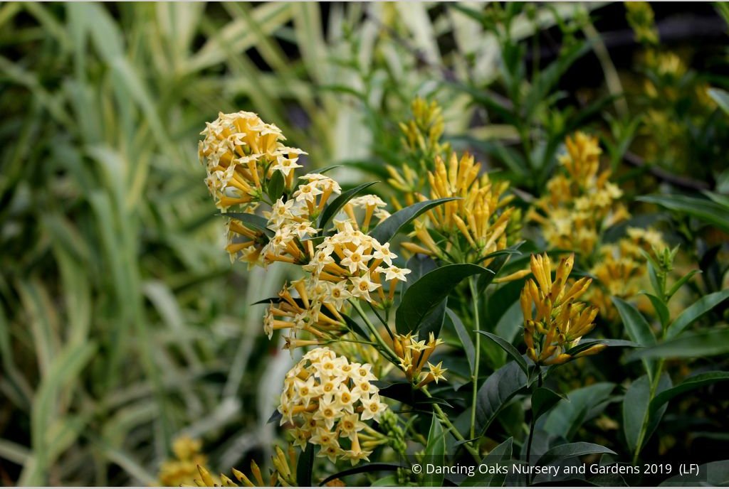 Perennials ~ Cestrum parqui, Willow Jessamine ~ Dancing Oaks Nursery and Gardens ~ Retail Nursery ~ Mail Order Nursery