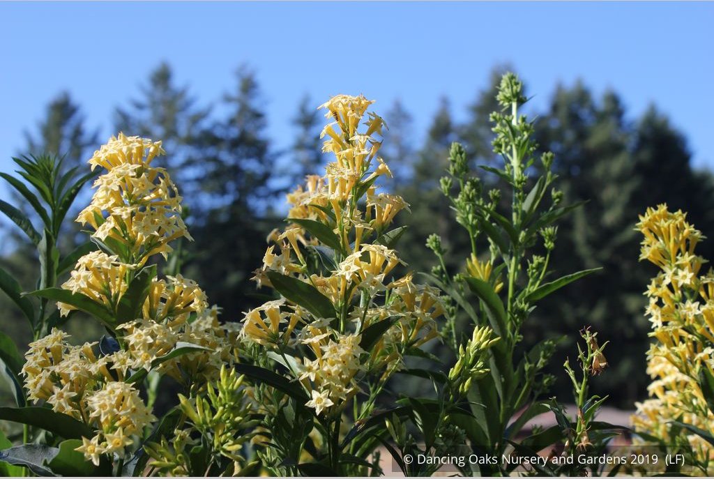 Perennials ~ Cestrum parqui, Willow Jessamine ~ Dancing Oaks Nursery and Gardens ~ Retail Nursery ~ Mail Order Nursery