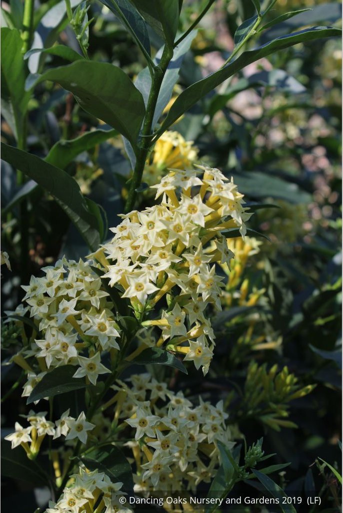 Perennials ~ Cestrum parqui, Willow Jessamine ~ Dancing Oaks Nursery and Gardens ~ Retail Nursery ~ Mail Order Nursery