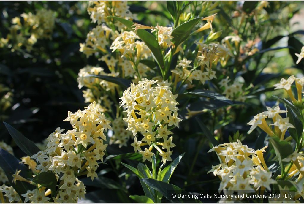 Perennials ~ Cestrum parqui, Willow Jessamine ~ Dancing Oaks Nursery and Gardens ~ Retail Nursery ~ Mail Order Nursery