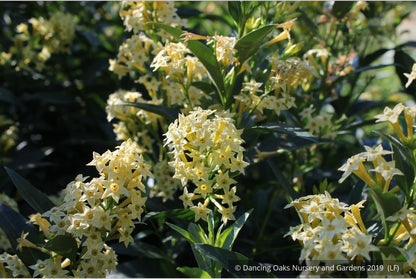 Perennials ~ Cestrum parqui, Willow Jessamine ~ Dancing Oaks Nursery and Gardens ~ Retail Nursery ~ Mail Order Nursery
