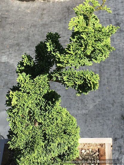 Chamaecyparis obtusa 'Bess', Dwarf Hinoki Cypress