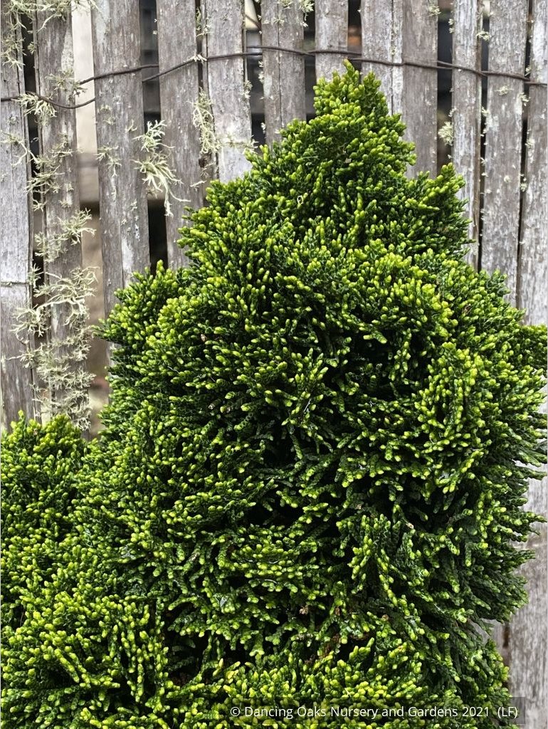 Shrubs ~ Chamaecyparis obtusa 'Bess', Dwarf Hinoki Cypress ~ Dancing Oaks Nursery and Gardens ~ Retail Nursery ~ Mail Order Nursery