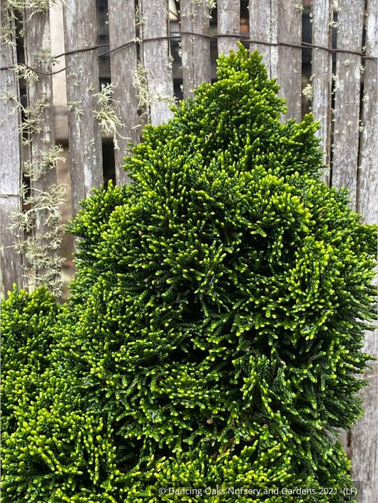 Shrubs ~ Chamaecyparis obtusa 'Bess', Dwarf Hinoki Cypress ~ Dancing Oaks Nursery and Gardens ~ Retail Nursery ~ Mail Order Nursery