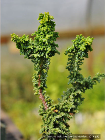 Shrubs ~ Chamaecyparis obtusa 'Chirimen' aka 'Habari', Chirimen Hinoki Cypress ~ Dancing Oaks Nursery and Gardens ~ Retail Nursery ~ Mail Order Nursery