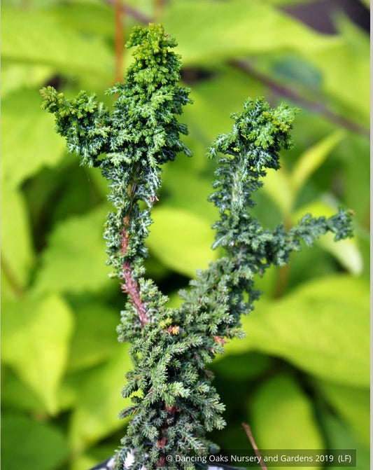Shrubs ~ Chamaecyparis obtusa 'Chirimen' aka 'Habari', Chirimen Hinoki Cypress ~ Dancing Oaks Nursery and Gardens ~ Retail Nursery ~ Mail Order Nursery