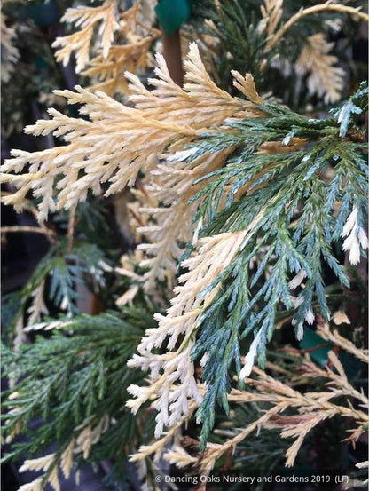 Trees ~ Chamaecyparis (syn. Cupressus) nootkatensis 'Sparkling Arrow', Variegated Alaskan Cedar ~ Dancing Oaks Nursery and Gardens ~ Retail Nursery ~ Mail Order Nursery