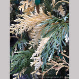 Trees ~ Chamaecyparis (syn. Cupressus) nootkatensis 'Sparkling Arrow', Variegated Alaskan Cedar ~ Dancing Oaks Nursery and Gardens ~ Retail Nursery ~ Mail Order Nursery