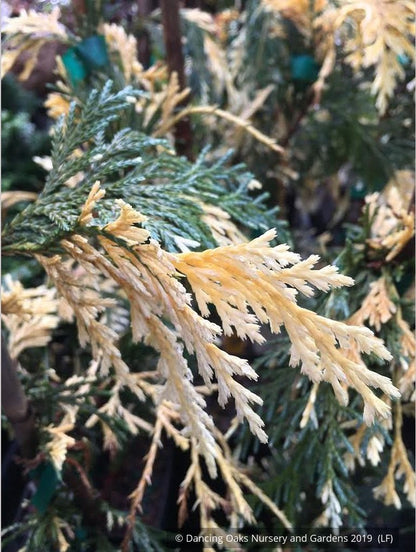 Trees ~ Chamaecyparis (syn. Cupressus) nootkatensis 'Sparkling Arrow', Variegated Alaskan Cedar ~ Dancing Oaks Nursery and Gardens ~ Retail Nursery ~ Mail Order Nursery