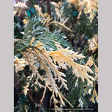 Trees ~ Chamaecyparis (syn. Cupressus) nootkatensis 'Sparkling Arrow', Variegated Alaskan Cedar ~ Dancing Oaks Nursery and Gardens ~ Retail Nursery ~ Mail Order Nursery
