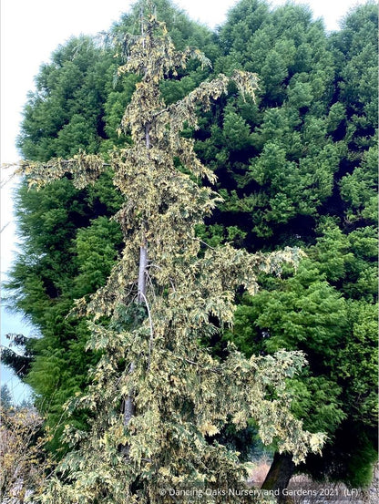 Trees ~ Chamaecyparis (syn. Cupressus) nootkatensis 'Sparkling Arrow', Variegated Alaskan Cedar ~ Dancing Oaks Nursery and Gardens ~ Retail Nursery ~ Mail Order Nursery
