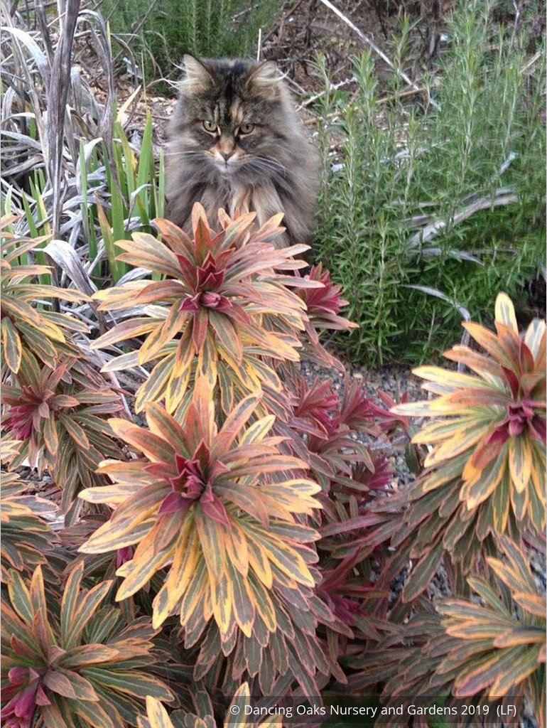 Perennials ~ Euphorbia 'Ascot Rainbow'  PP#21401, Spurge ~ Dancing Oaks Nursery and Gardens ~ Retail Nursery ~ Mail Order Nursery