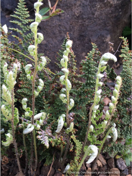 Myriopteris gracillima (syn. Cheilanthes gracillima), Lace Lip Fern