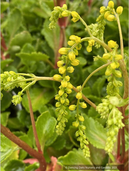 Chiastophyllum oppositifolium 'Solar Yellow'
