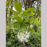 Chionanthus virginicus 'Little Leslie', Dwarf Fringe Tree