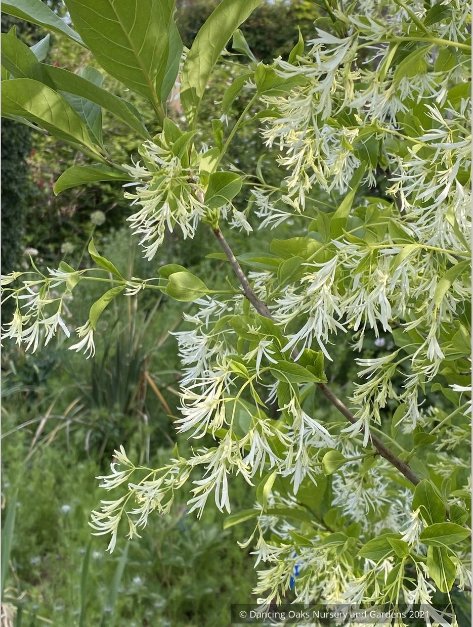 Chionanthus virginicus, Fringe Tree