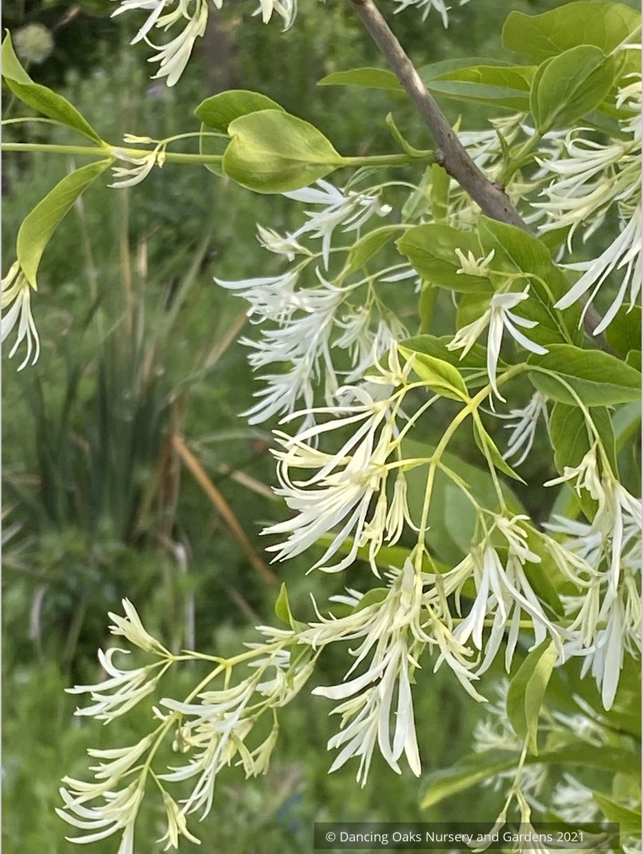 Chionanthus virginicus, Fringe Tree