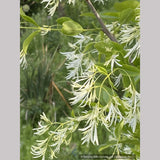 Chionanthus virginicus, Fringe Tree