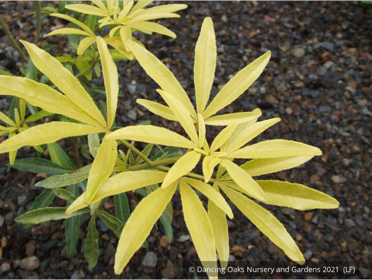 Shrubs ~ Choisya 'Goldfingers', Mexican Orange ~ Dancing Oaks Nursery and Gardens ~ Retail Nursery ~ Mail Order Nursery