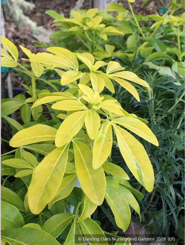 Shrubs ~ Choisya ternata 'Sundance', Mexican Orange ~ Dancing Oaks Nursery and Gardens ~ Retail Nursery ~ Mail Order Nursery