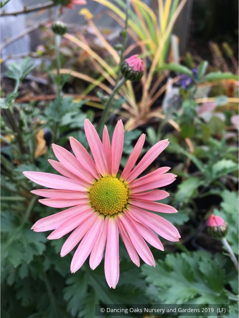 Perennials ~ Chrysanthemum 'Apricot' ~ Dancing Oaks Nursery and Gardens ~ Retail Nursery ~ Mail Order Nursery