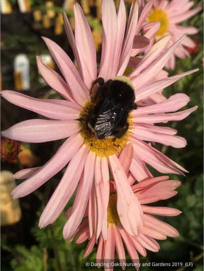Perennials ~ Chrysanthemum 'Apricot' ~ Dancing Oaks Nursery and Gardens ~ Retail Nursery ~ Mail Order Nursery
