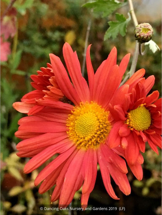 Perennials ~ Chrysanthemum 'Cathy's Rust' ~ Dancing Oaks Nursery and Gardens ~ Retail Nursery ~ Mail Order Nursery