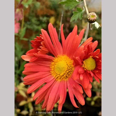Perennials ~ Chrysanthemum 'Cathy's Rust' ~ Dancing Oaks Nursery and Gardens ~ Retail Nursery ~ Mail Order Nursery