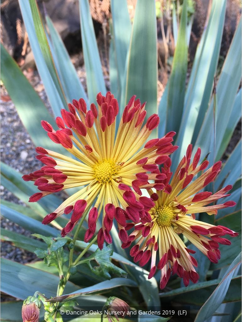 Perennials ~ Chrysanthemum 'Matchsticks' ~ Dancing Oaks Nursery and Gardens ~ Retail Nursery ~ Mail Order Nursery