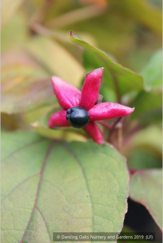 Trees ~ Clerodendrum trichotomum, Glory Bower ~ Dancing Oaks Nursery and Gardens ~ Retail Nursery ~ Mail Order Nursery
