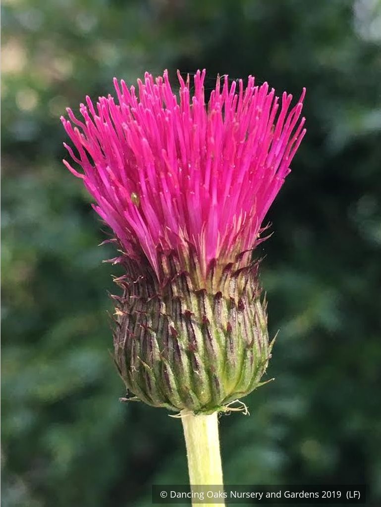 Perennials ~ Cirsium rivulare 'Trevor's Blue', Giant Thistle ~ Dancing Oaks Nursery and Gardens ~ Retail Nursery ~ Mail Order Nursery