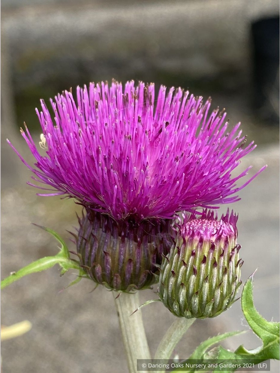 Perennials ~ Cirsium rivulare 'Trevor's Blue', Giant Thistle ~ Dancing Oaks Nursery and Gardens ~ Retail Nursery ~ Mail Order Nursery