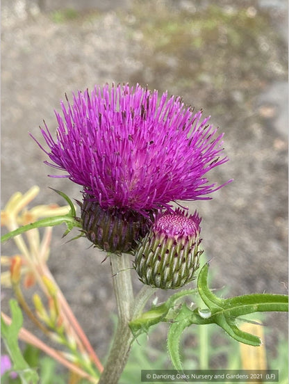 Perennials ~ Cirsium rivulare 'Trevor's Blue', Giant Thistle ~ Dancing Oaks Nursery and Gardens ~ Retail Nursery ~ Mail Order Nursery