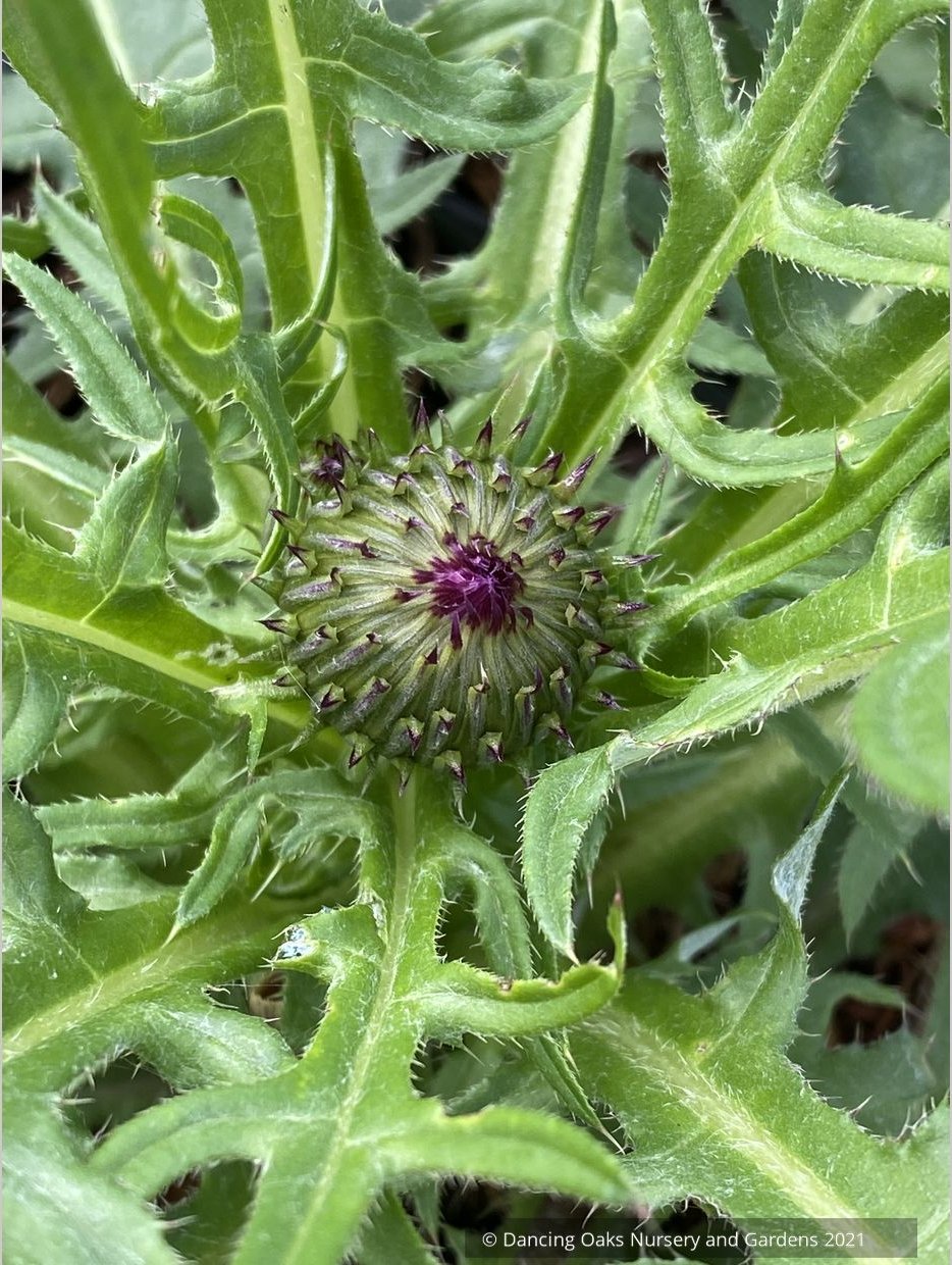 Perennials ~ Cirsium rivulare 'Trevor's Blue Wonder' ~ Dancing Oaks Nursery and Gardens ~ Retail Nursery ~ Mail Order Nursery