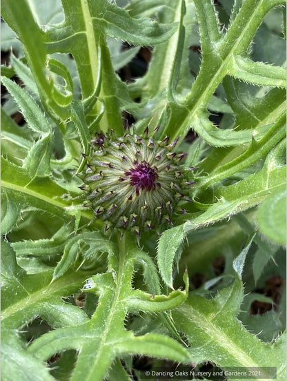 Perennials ~ Cirsium rivulare 'Trevor's Blue Wonder' ~ Dancing Oaks Nursery and Gardens ~ Retail Nursery ~ Mail Order Nursery