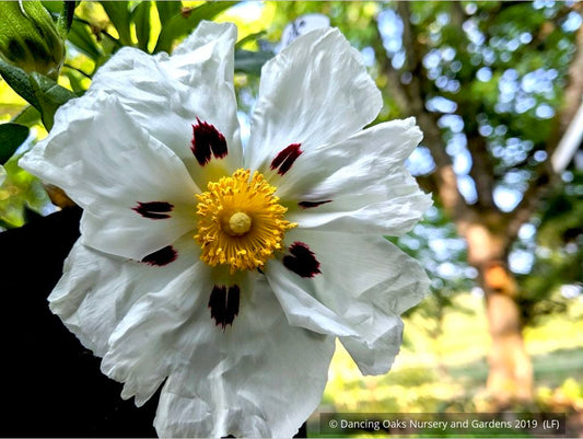 Shrubs ~ Cistus ladanifer 'Paladin', Rock Rose ~ Dancing Oaks Nursery and Gardens ~ Retail Nursery ~ Mail Order Nursery