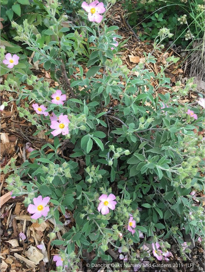 Shrubs ~ Cistus x argenteus 'Silver Pink', Silver Pink Rockrose ~ Dancing Oaks Nursery and Gardens ~ Retail Nursery ~ Mail Order Nursery
