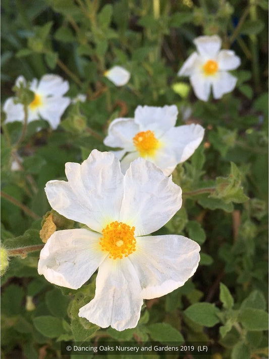 Shrubs ~ Cistus creticus 'Tania Compton', Rock Rose ~ Dancing Oaks Nursery and Gardens ~ Retail Nursery ~ Mail Order Nursery