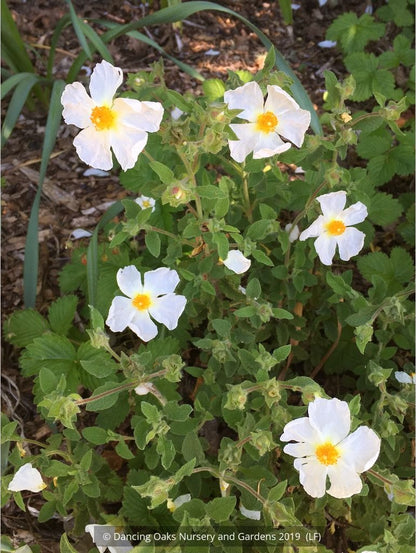 Shrubs ~ Cistus creticus 'Tania Compton', Rock Rose ~ Dancing Oaks Nursery and Gardens ~ Retail Nursery ~ Mail Order Nursery