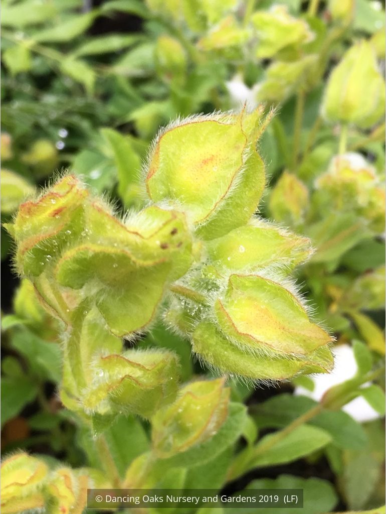 Shrubs ~ Cistus x laxus, Rock Rose ~ Dancing Oaks Nursery and Gardens ~ Retail Nursery ~ Mail Order Nursery