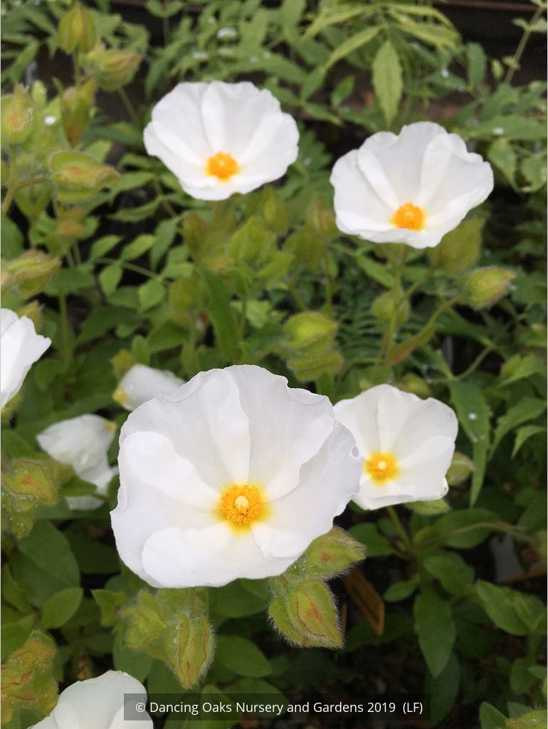 Shrubs ~ Cistus x laxus, Rock Rose ~ Dancing Oaks Nursery and Gardens ~ Retail Nursery ~ Mail Order Nursery
