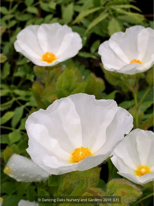Shrubs ~ Cistus x laxus, Rock Rose ~ Dancing Oaks Nursery and Gardens ~ Retail Nursery ~ Mail Order Nursery