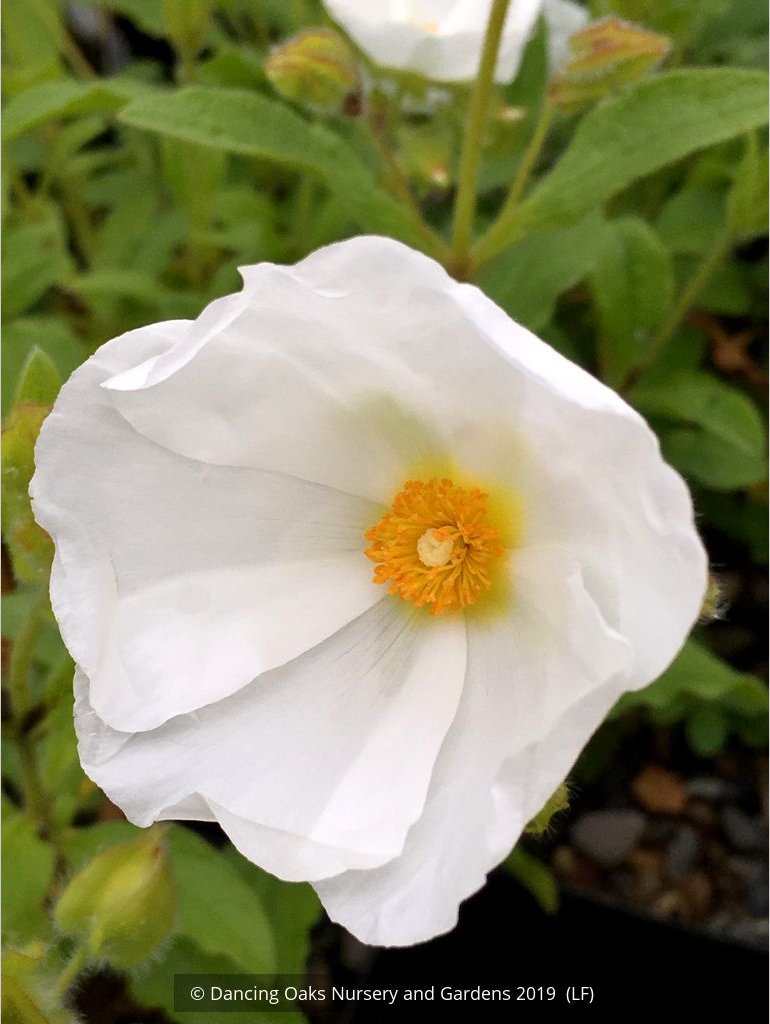 Shrubs ~ Cistus x laxus, Rock Rose ~ Dancing Oaks Nursery and Gardens ~ Retail Nursery ~ Mail Order Nursery