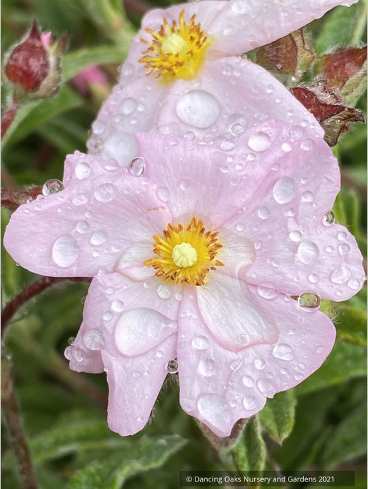 Shrubs ~  Cistus x skanbergii, Dwarf  Rock Rose ~ Dancing Oaks Nursery and Gardens ~ Retail Nursery ~ Mail Order Nursery