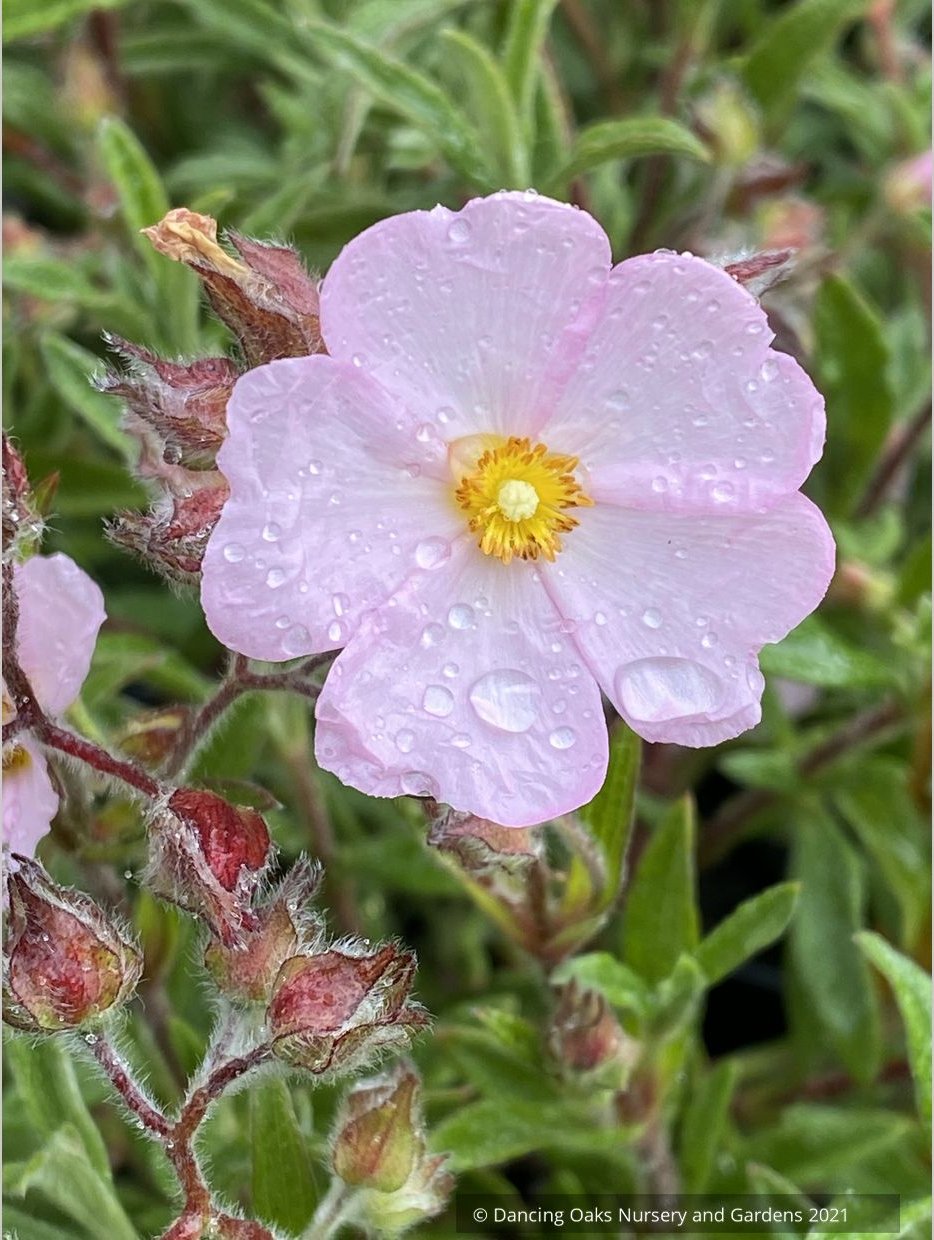 Shrubs ~  Cistus x skanbergii, Dwarf  Rock Rose ~ Dancing Oaks Nursery and Gardens ~ Retail Nursery ~ Mail Order Nursery
