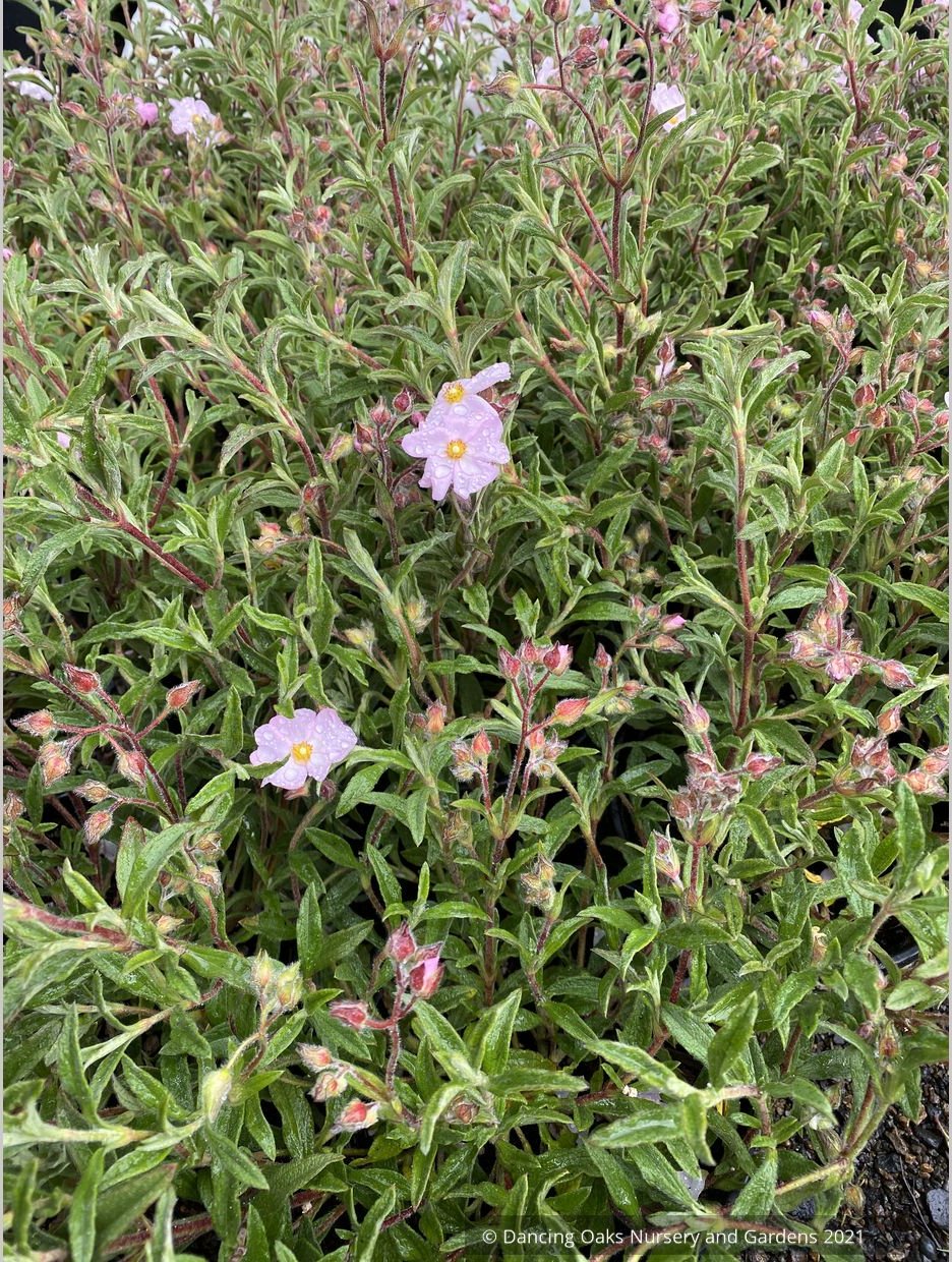Cistus x skanbergii, Dwarf Pink Rockrose