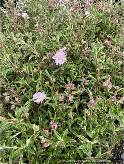 Cistus x skanbergii, Dwarf Pink Rockrose