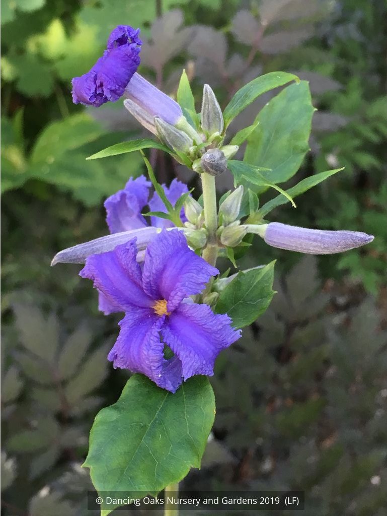 Perennials ~ Clematis heracleifolia 'Cassandra', Clematis ~ Dancing Oaks Nursery and Gardens ~ Retail Nursery ~ Mail Order Nursery
